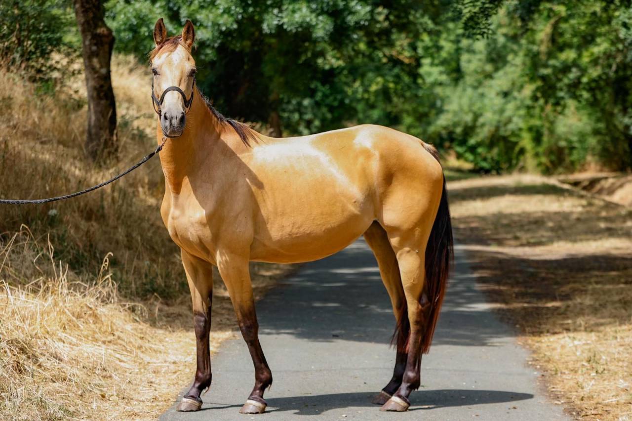 Jument 5 ans 1m60 suit&eacute;e d'une magnifique pouliche 