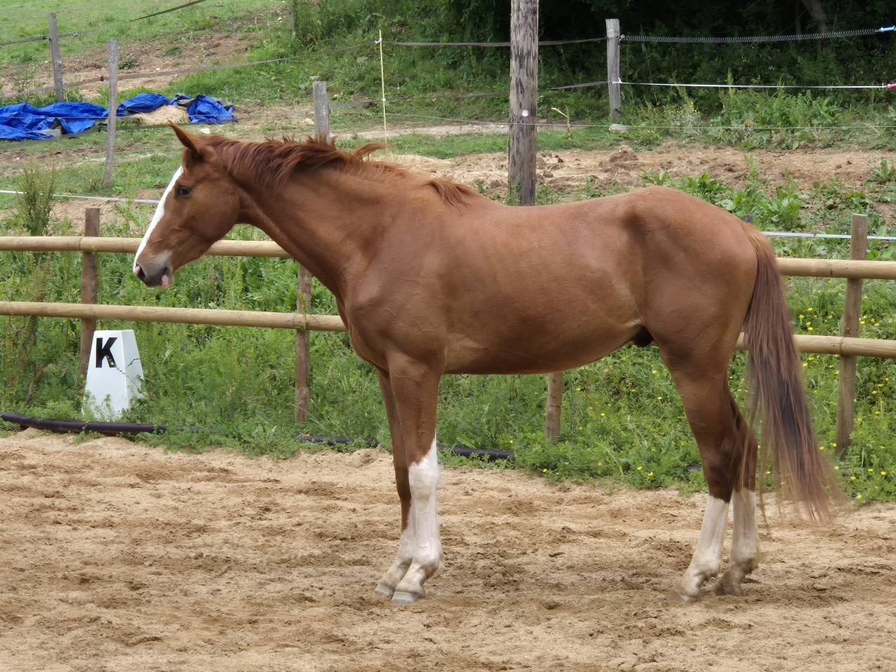 A vendre hongre 3 ans CSO