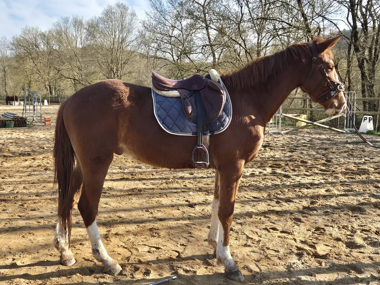 A vendre hongre 3 ans CSO CCE