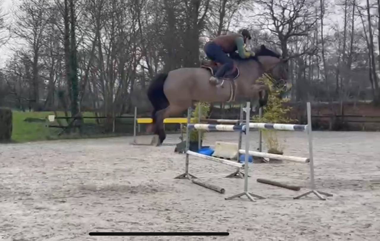 JALIESCA II &ndash; Jument SF de 7 ans &ndash; Pr&ecirc;te 1,20 m