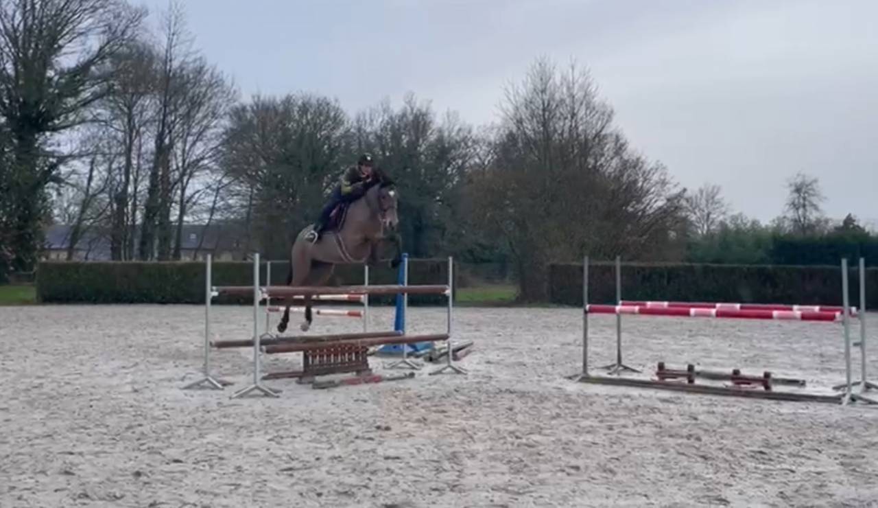JALIESCA II &ndash; Jument SF de 7 ans &ndash; Pr&ecirc;te 1,20 m
