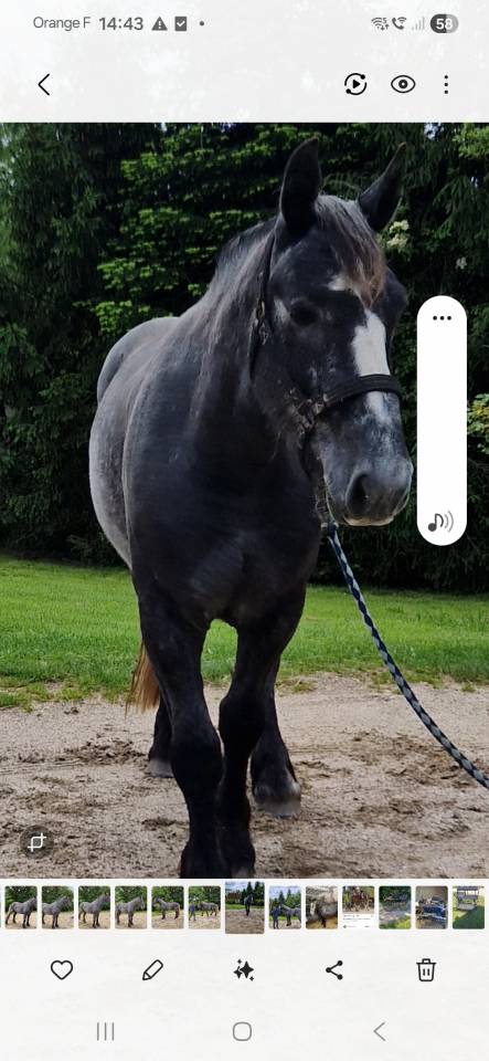 Percherons 