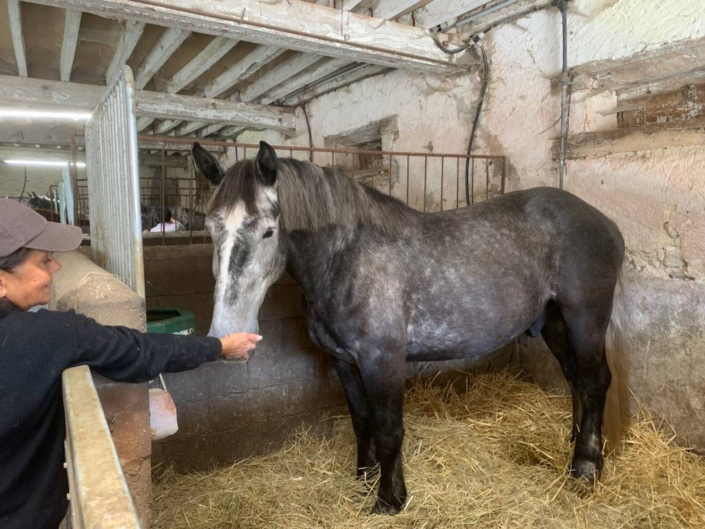 Percherons 