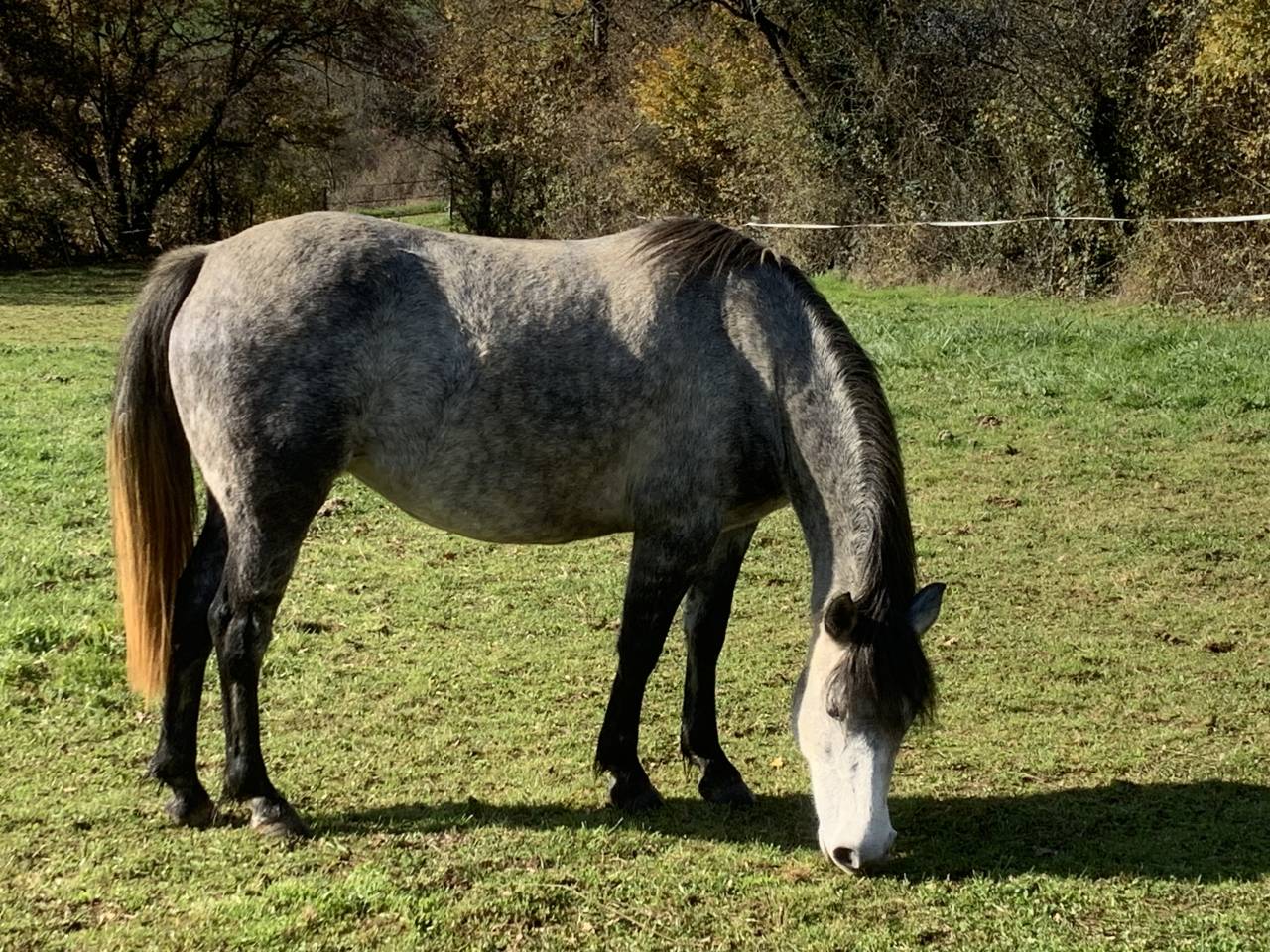 Poney fran&ccedil;ais de selle femelle 5 ans mont&eacute; 1m40