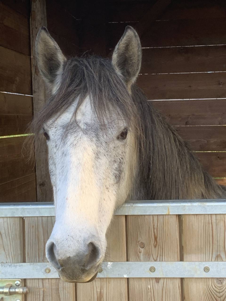 Poney fran&ccedil;ais de selle femelle 5 ans mont&eacute; 1m40