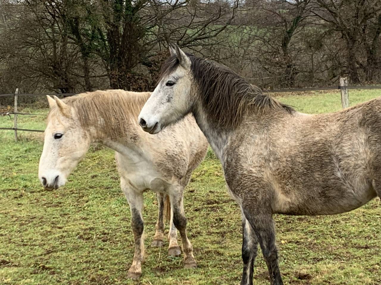 Poney fran&ccedil;ais de selle femelle 5 ans mont&eacute; 1m40