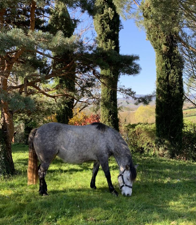 Poney fran&ccedil;ais de selle femelle 5 ans mont&eacute; 1m40