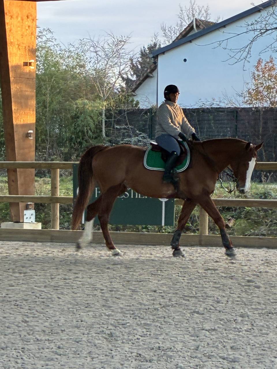 Jument de sport SF