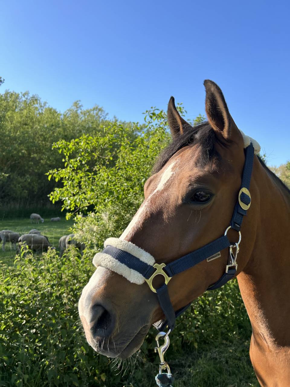Poney D &agrave; vendre 