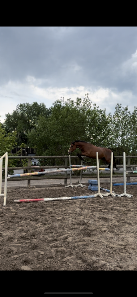 Poney D &agrave; vendre 