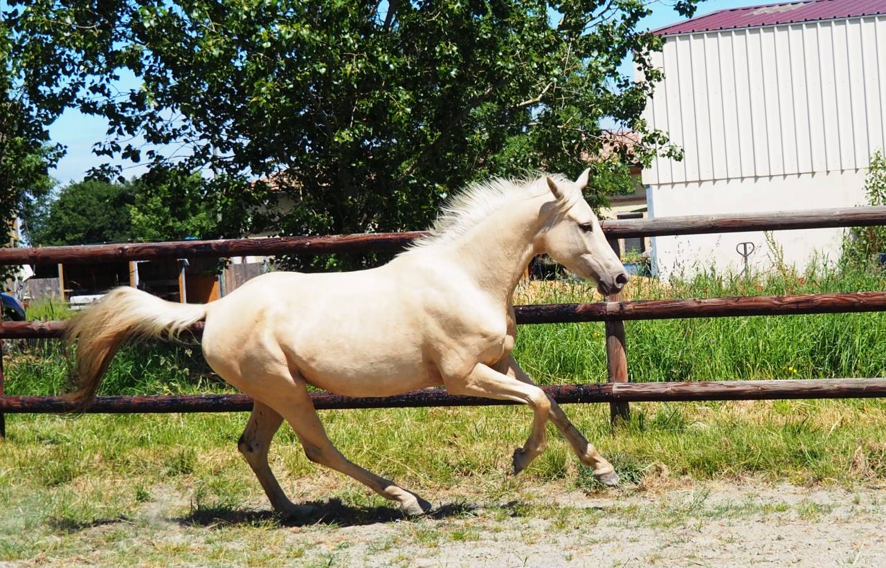 Exeptionnelle jument 100% dressage palomino