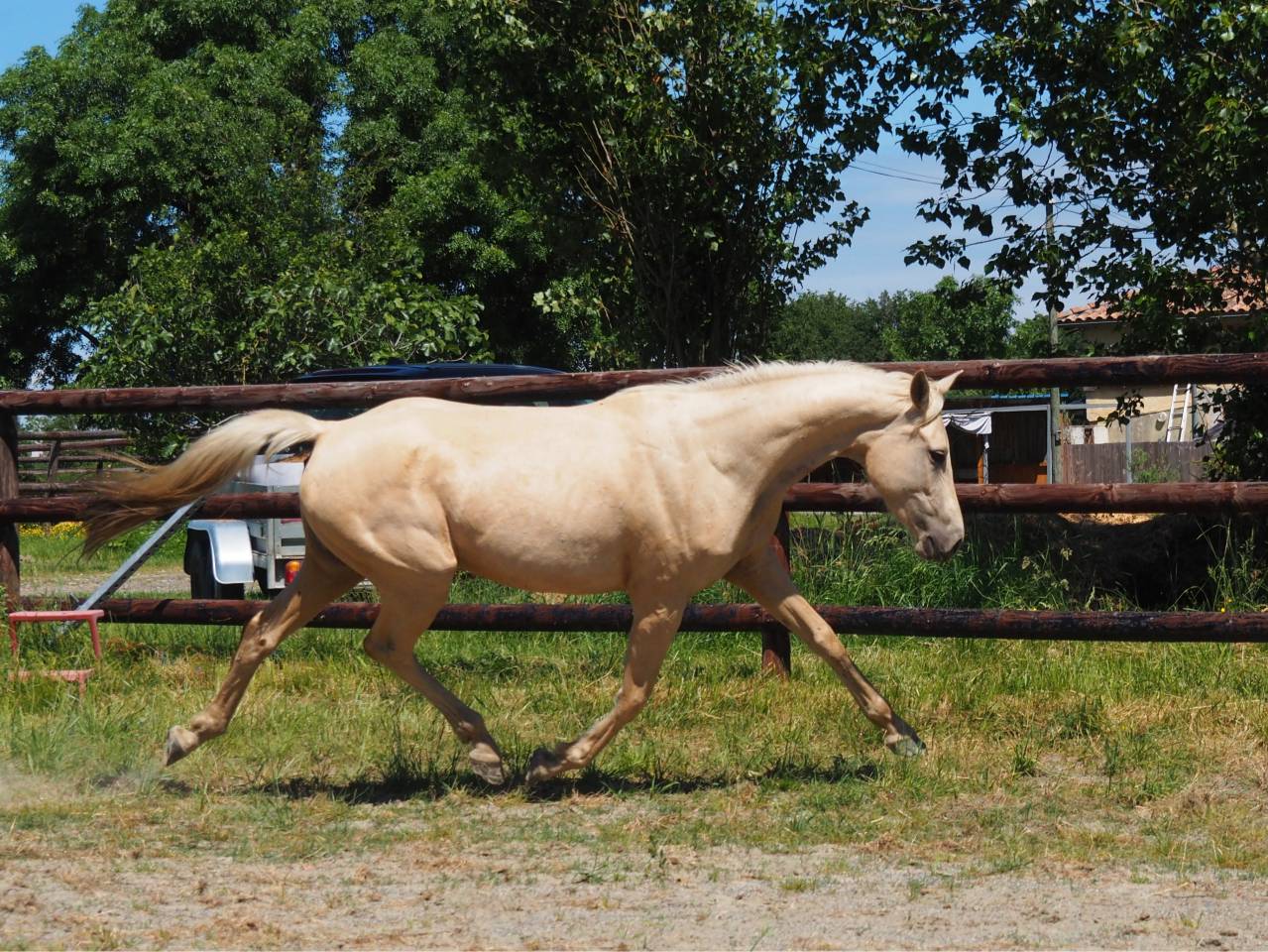 Exeptionnelle jument 100% dressage palomino
