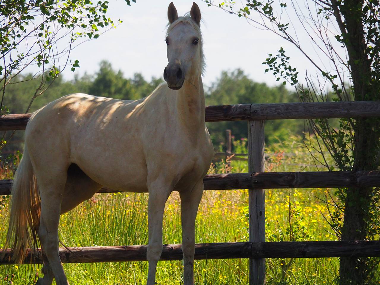 Exeptionnelle jument 100% dressage palomino