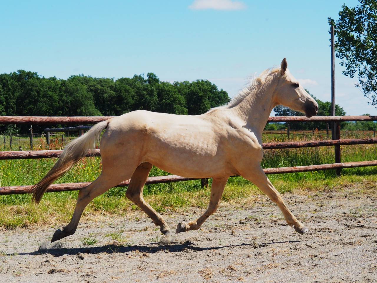 Exeptionnelle jument 100% dressage palomino