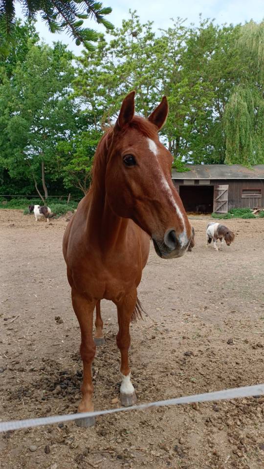 Cheval 