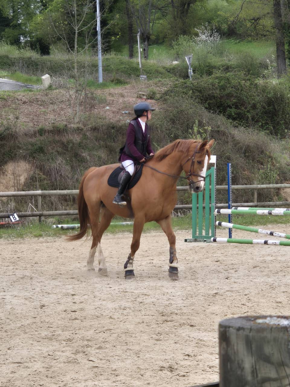 Cheval de Cso a vendre 