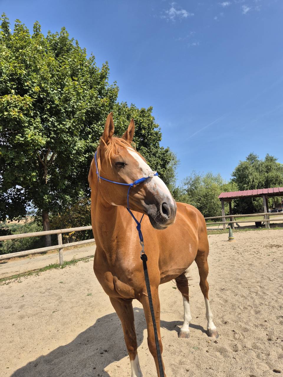 Cheval de Cso a vendre 