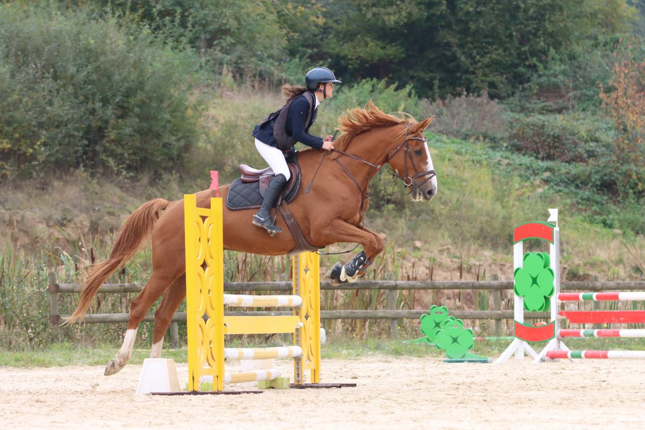 Cheval de Cso a vendre 