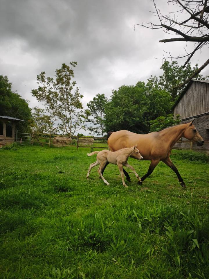 Pouliche QH