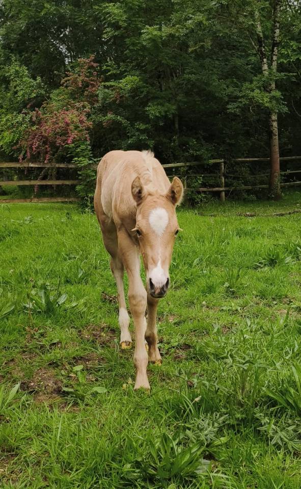Pouliche QH