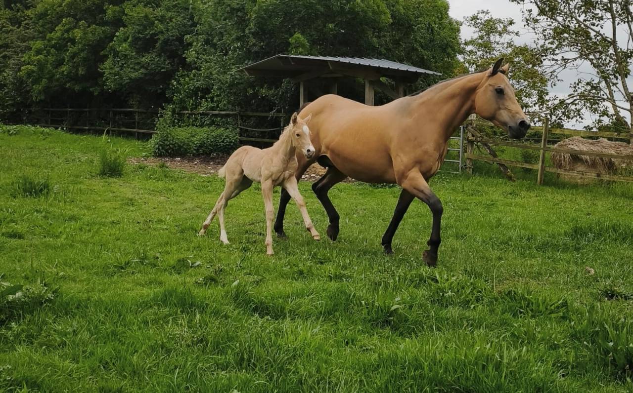 Pouliche QH