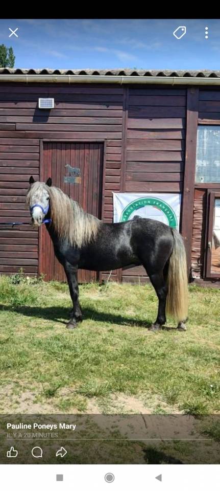 &Eacute;talon Dartmoor 4 ans