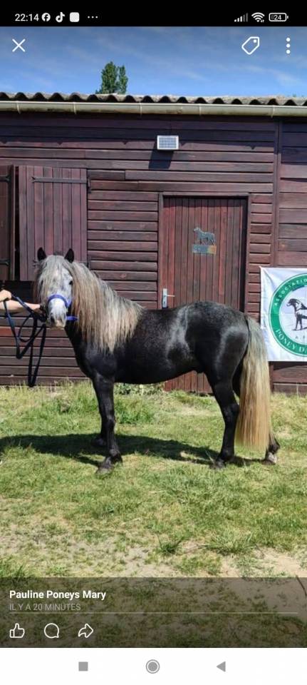 &Eacute;talon Dartmoor 4 ans