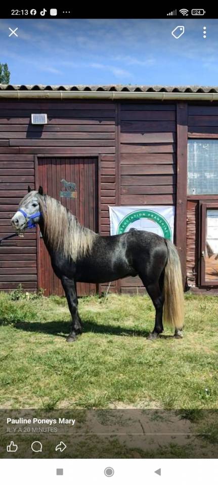 &Eacute;talon Dartmoor 4 ans