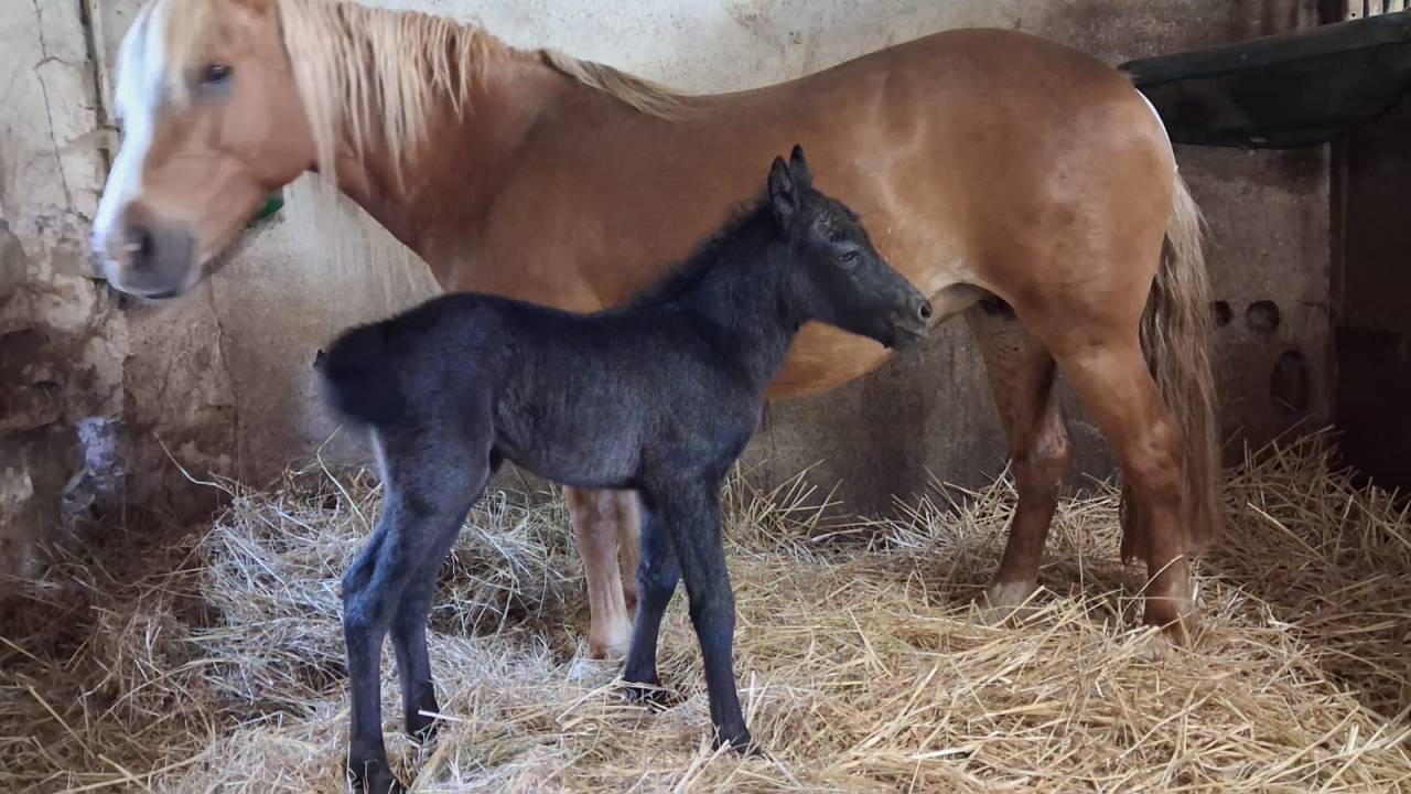 &Eacute;talon Dartmoor 4 ans