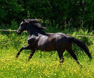 BACO:BACO &agrave; la vente en France ???