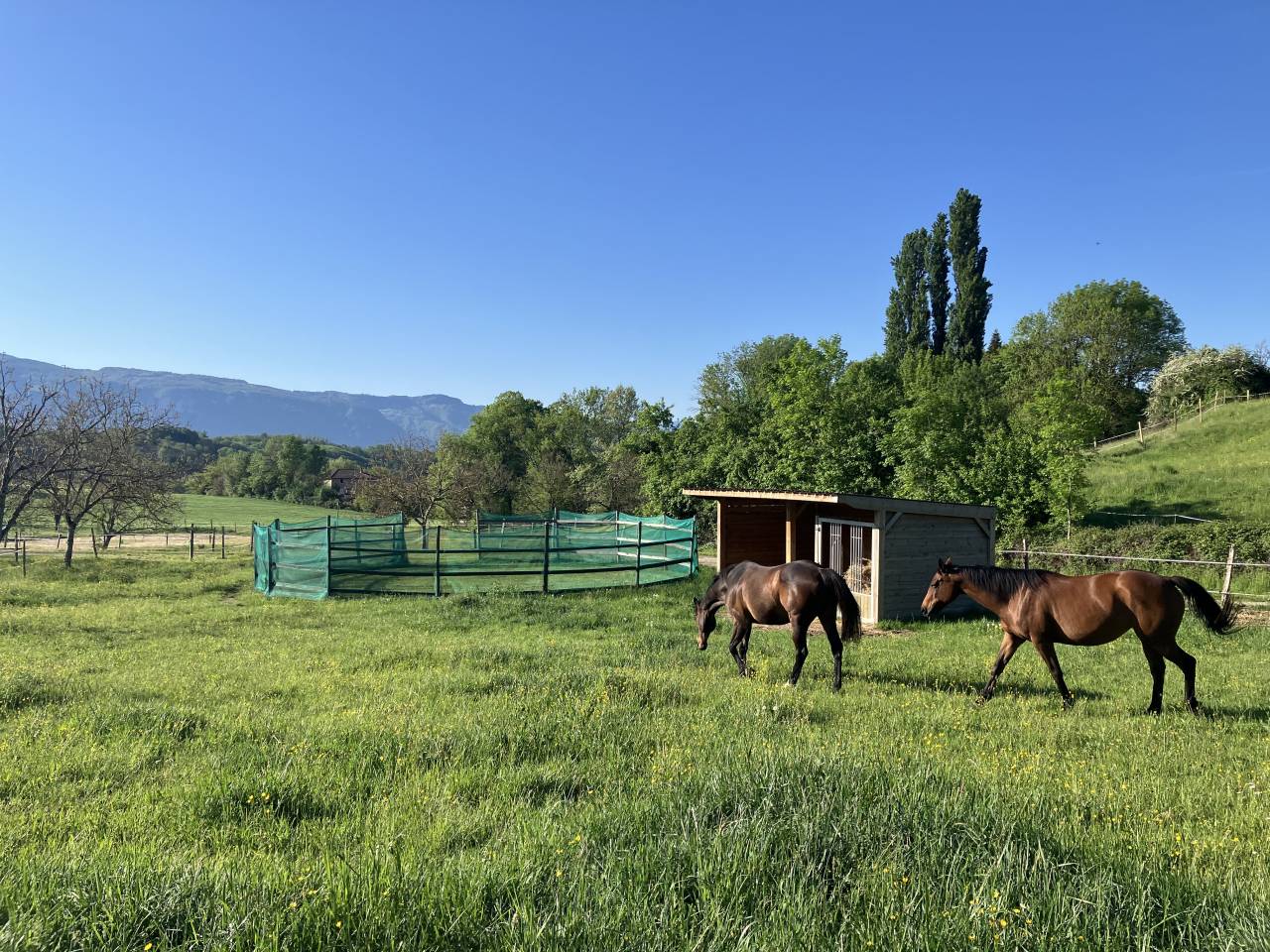 ENSEIGNANT D' EQUITATION