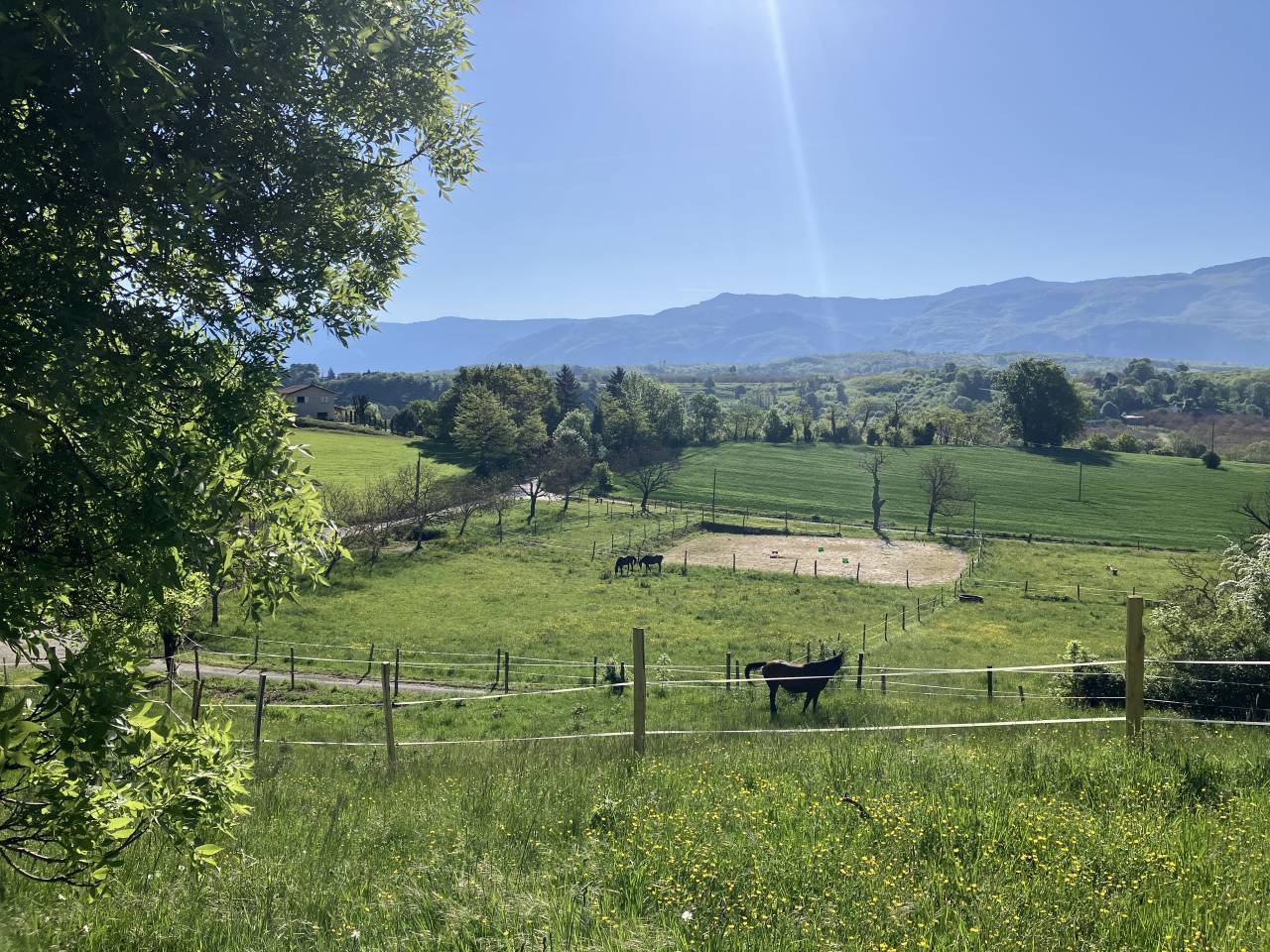 ENSEIGNANT D' EQUITATION