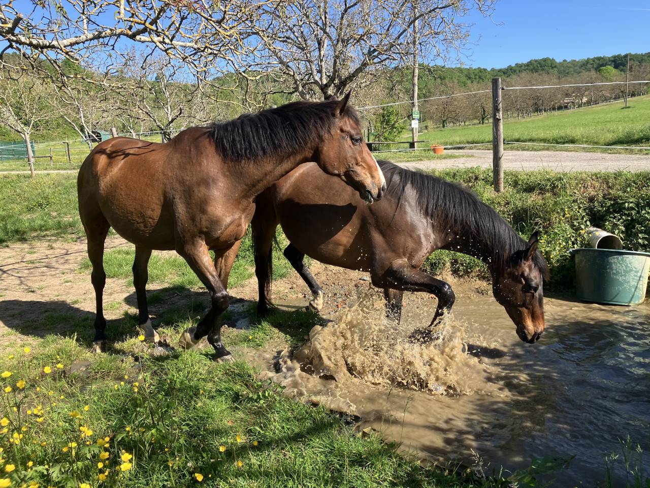 ENSEIGNANT D' EQUITATION