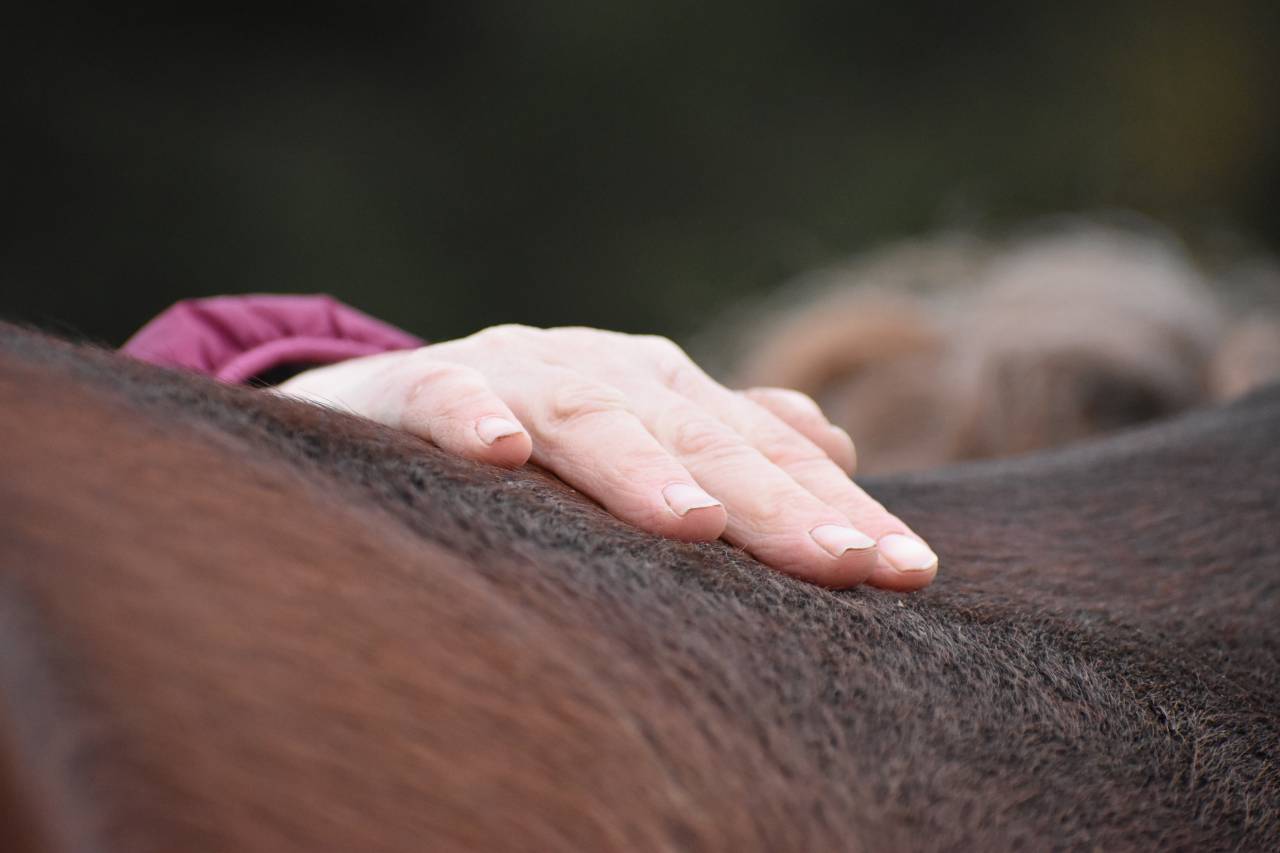 ENSEIGNANT D' EQUITATION