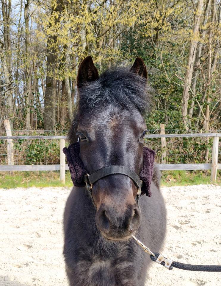 Ponette B