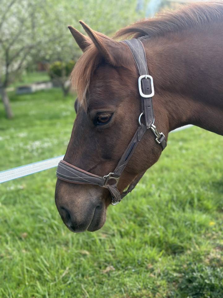 Poney Paint Horse
