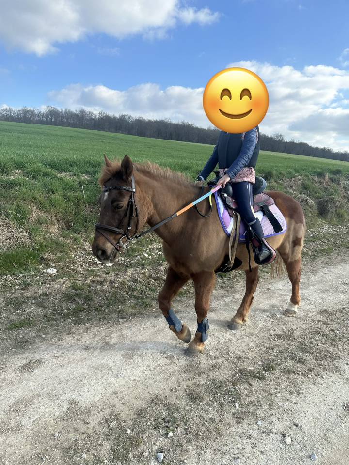 Poney Paint Horse