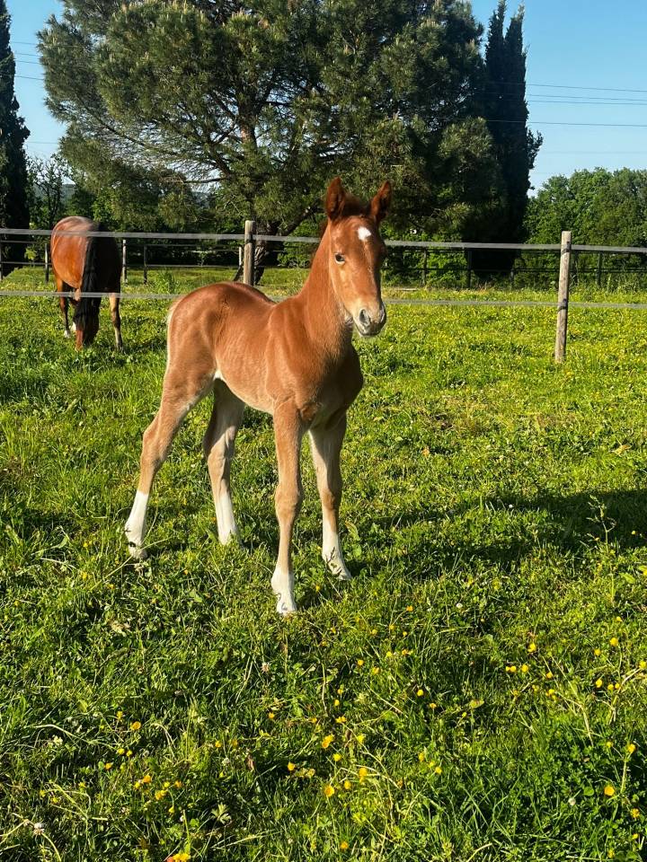 PONETTE D POULINI&Egrave;RE CSO