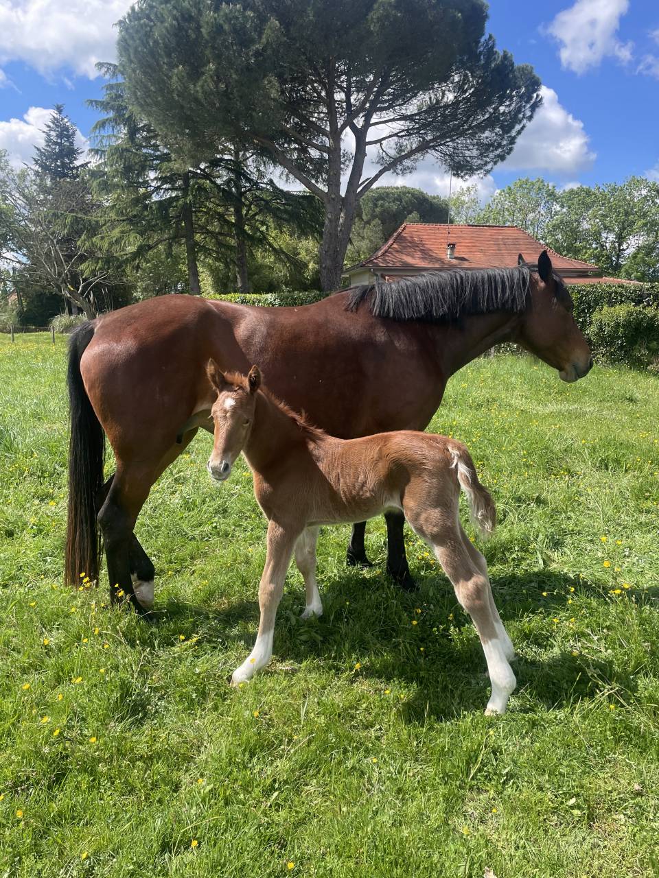 PONETTE D POULINI&Egrave;RE CSO