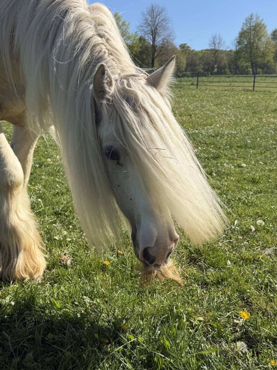 Irish Cob PP palomino 