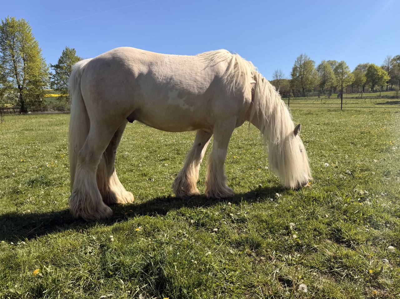 Irish Cob PP palomino 