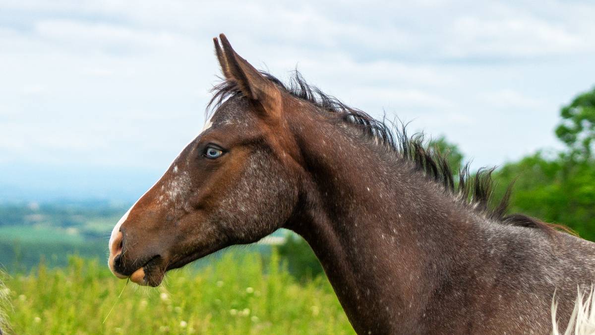 Pouliche Appaloosa PP 2025