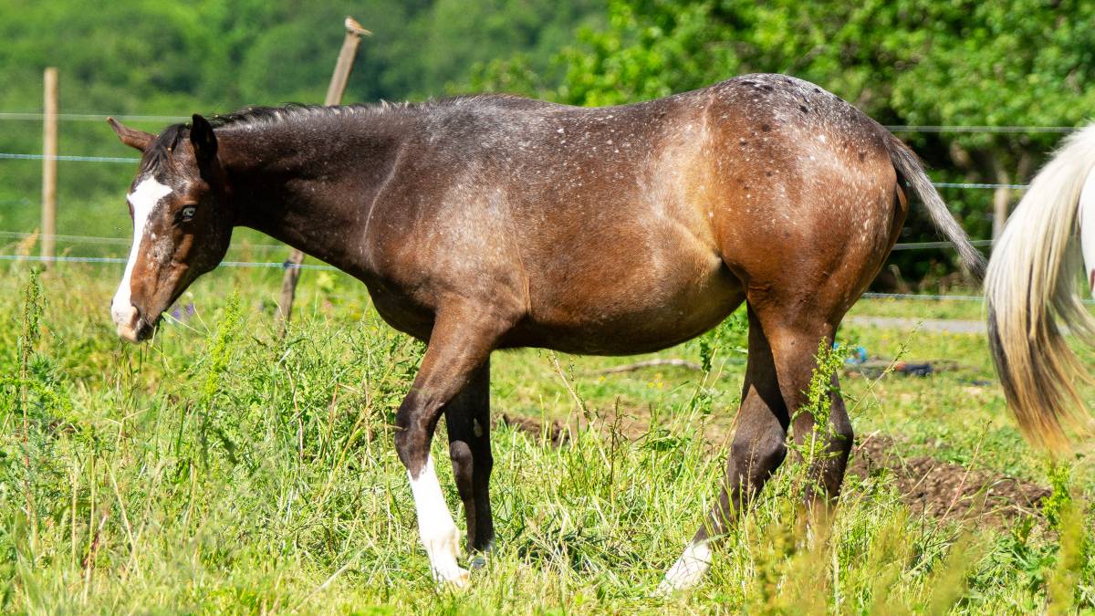 Pouliche Appaloosa PP 2025