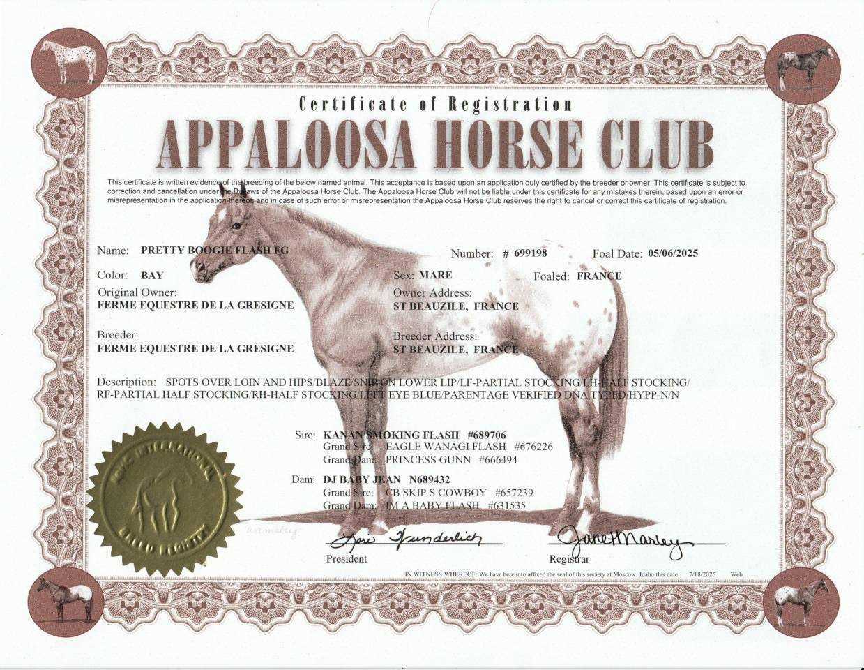 Pouliche Appaloosa PP 2025