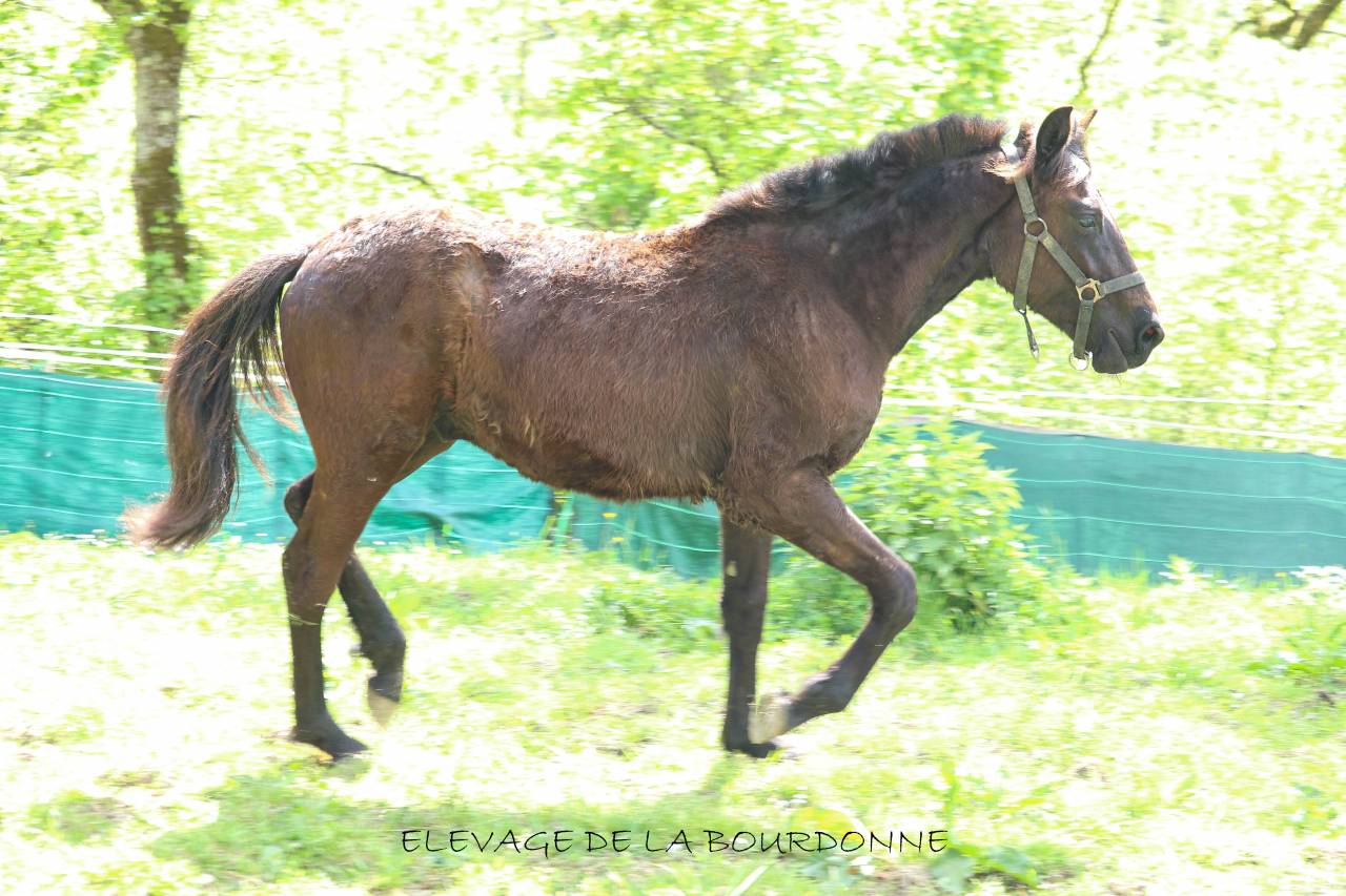 Poulain WPB