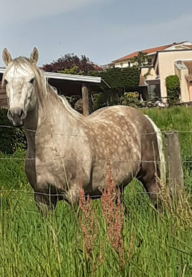 Cheval de 3 ans entier origine camargues/quater 