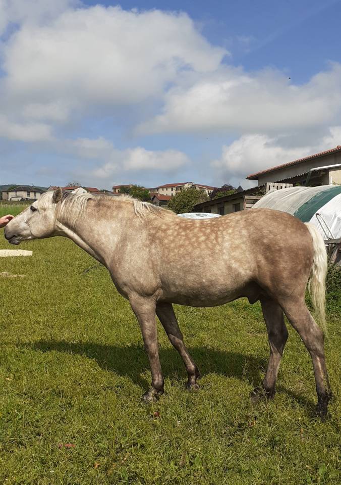 Cheval de 3 ans entier origine camargues/quater 