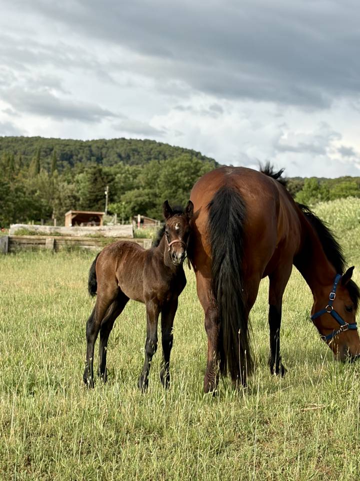 Foal 2026 New Forest 