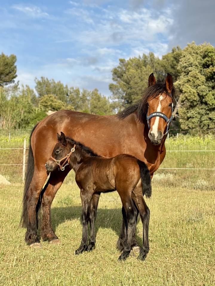 Foal 2026 New Forest 