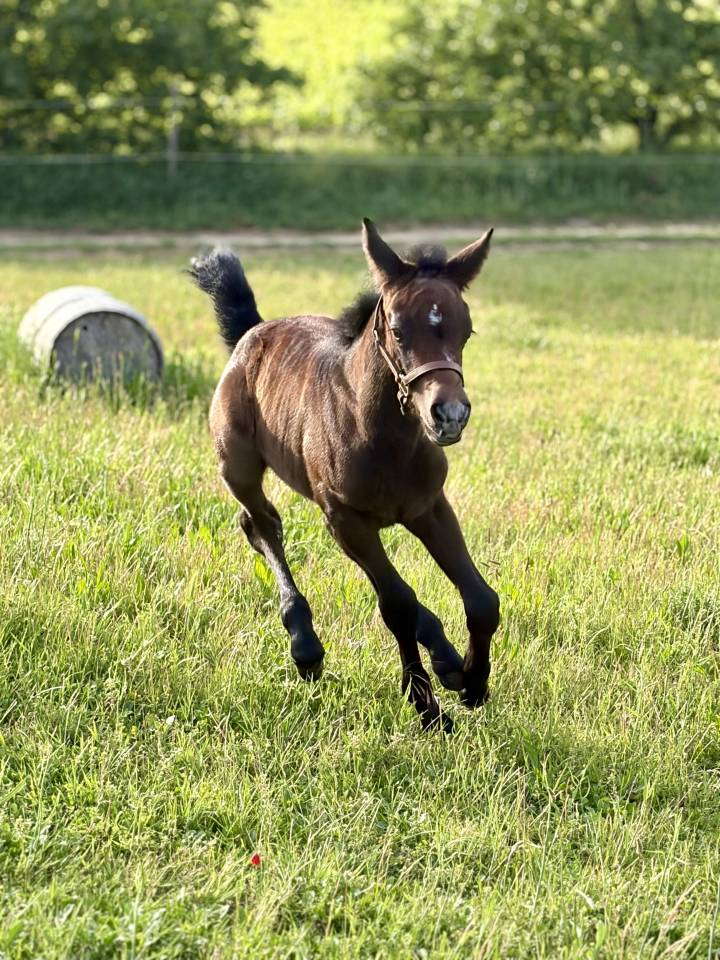 Foal 2026 New Forest 